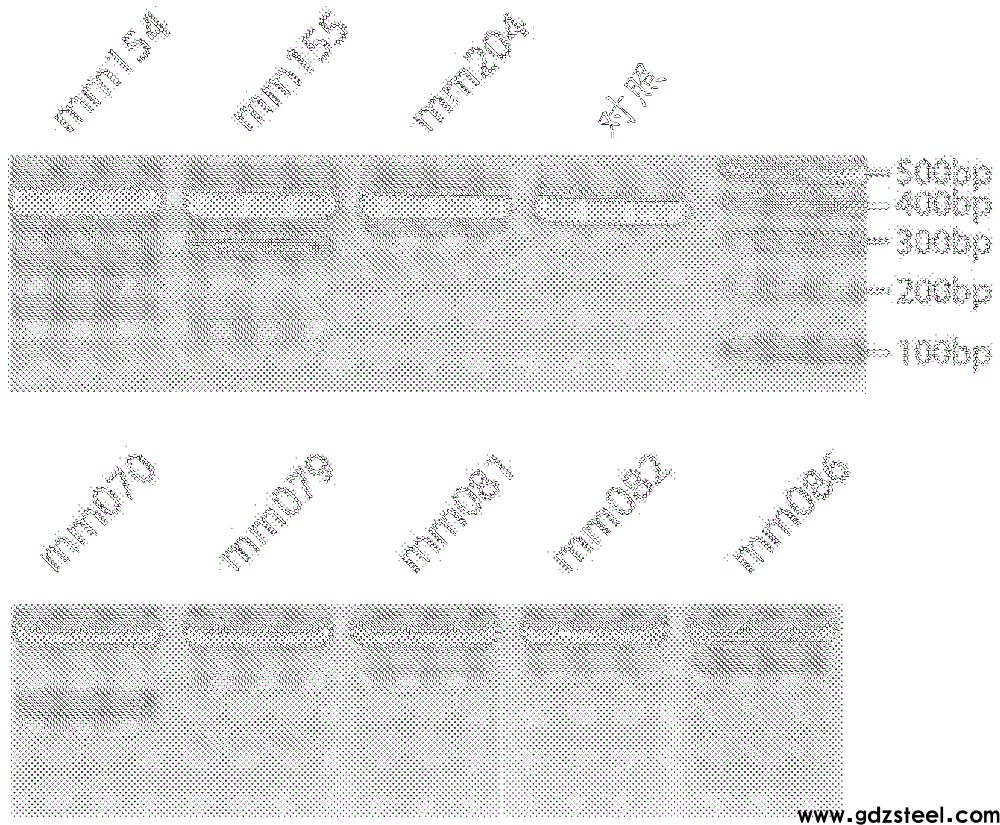 用于治疗视网膜变性的基于CRISPR／CAS9的组合物和方法与流程